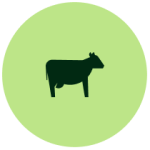 Beef Cattle