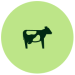 Dairy Cattle