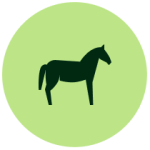 Equine