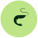 Shrimp