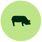 Swine