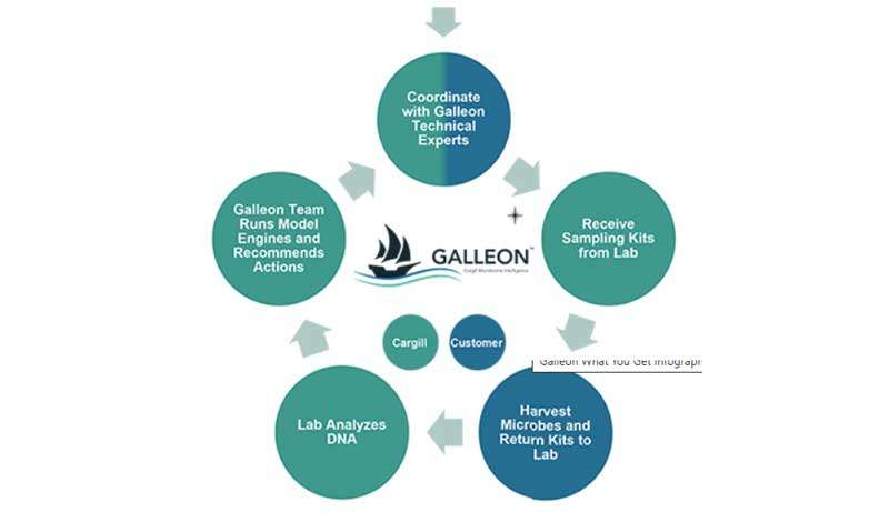 Galjoen